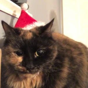 Meet your Posher, Abby